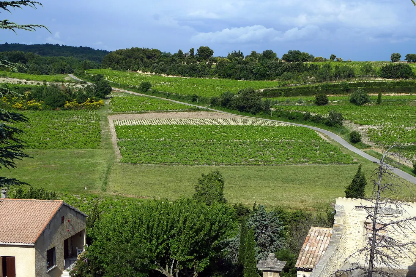 Le paysage viticole de Visan, des parcelles de vigne au pied des collines boisées