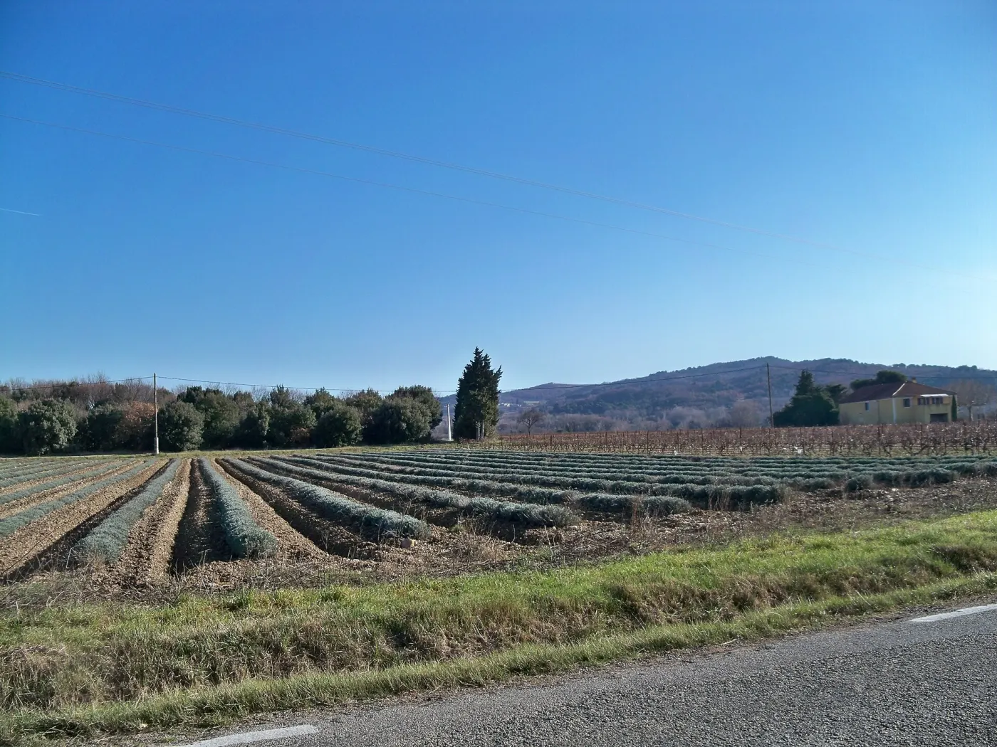 Un champ de lavande taillée à Visan, la montagne au fond